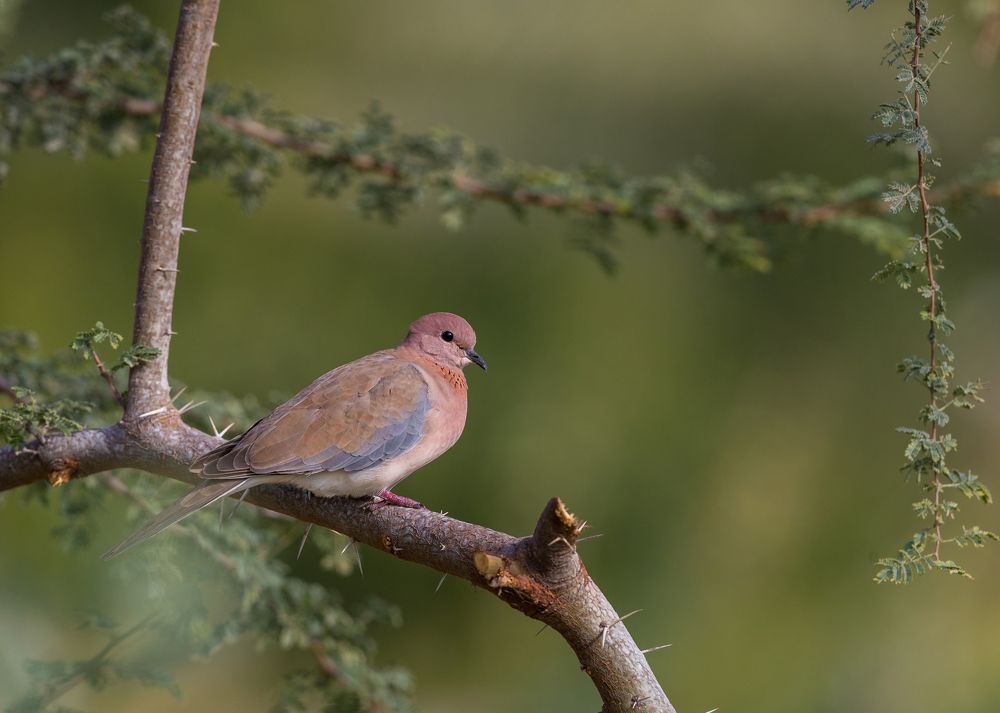 Laughing dove