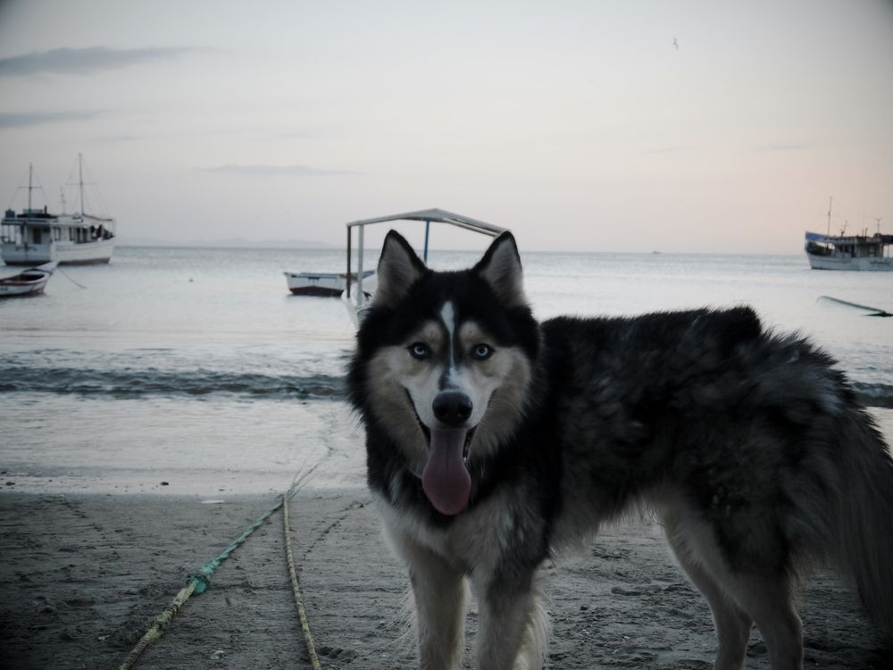 LOBO  EN LA BAHÍA