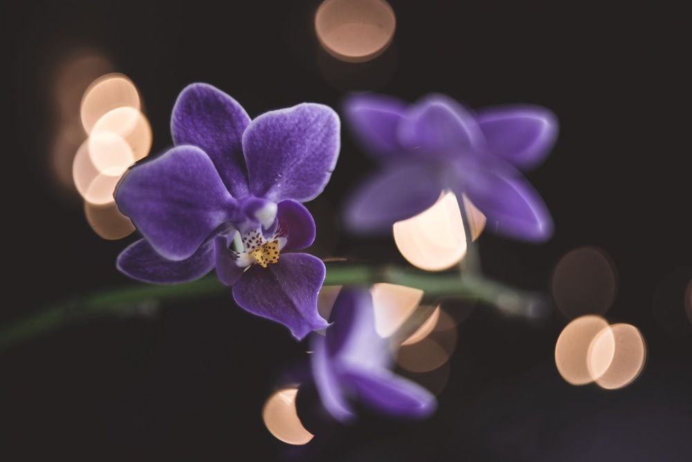 Photograph by Елена Александрова