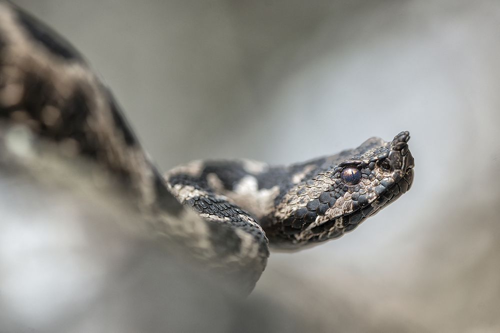 Long-nosed viper