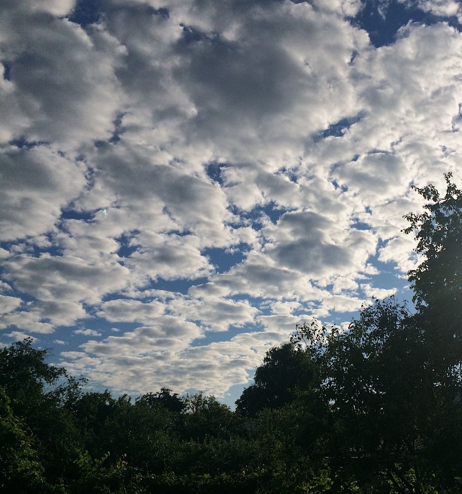 Облака в лесу