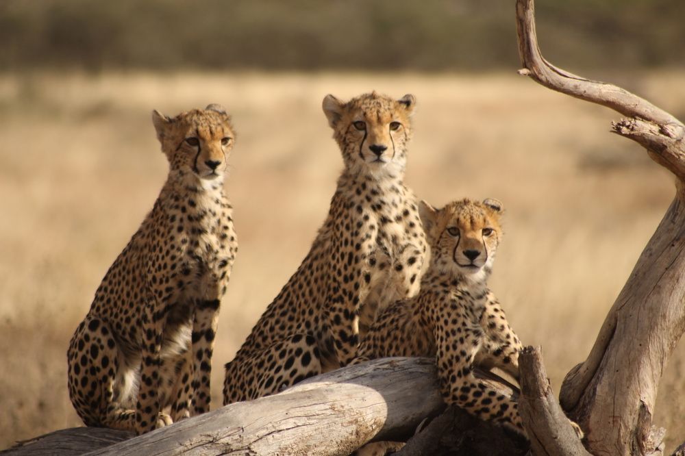 The Cheetah Brothers