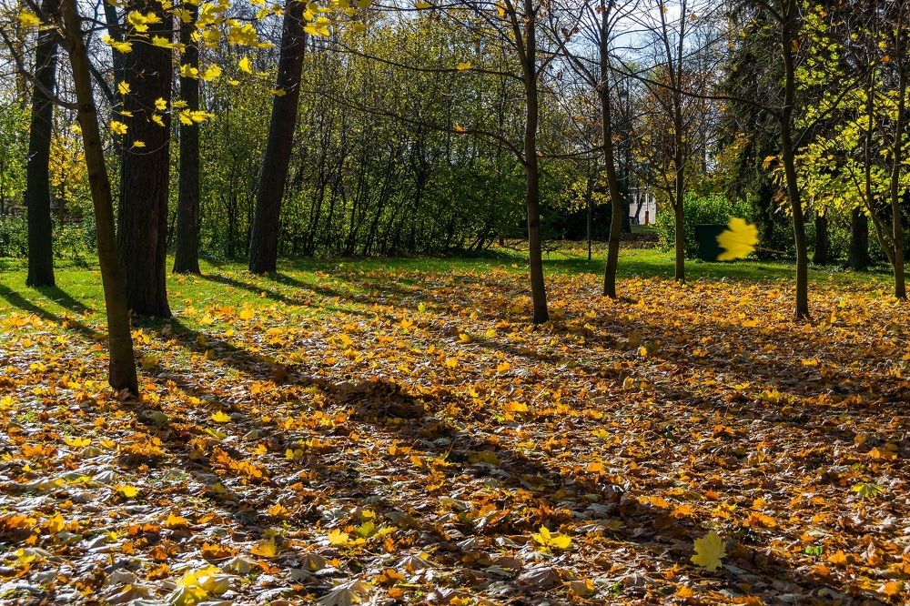 Фотография автора Андрей Симонов