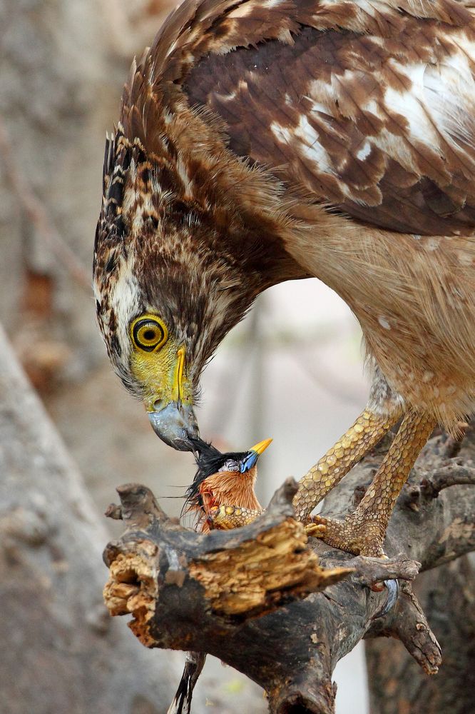 - A Hunt -Crested Serpent Eagle