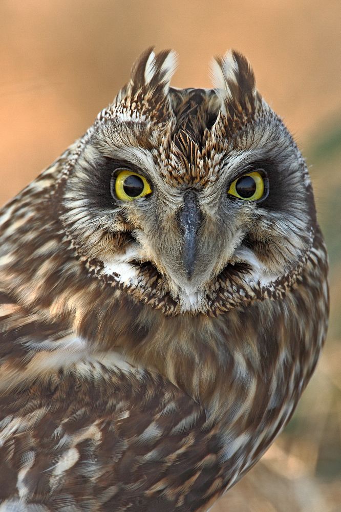 Mr. S E O   Short-eared Owl,Asio flammeus. Strigidae