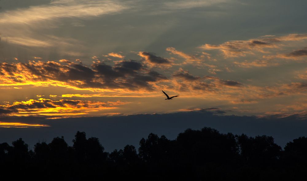 Morning, towards the sun!