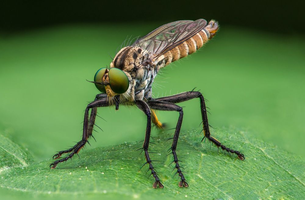 Robberfly