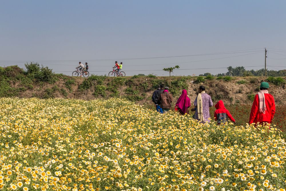 beside flower garden