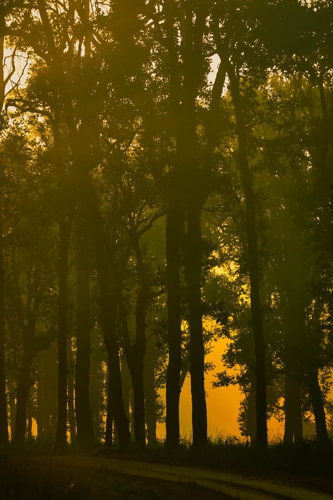 The Eco friendly Skyscrappers !!!