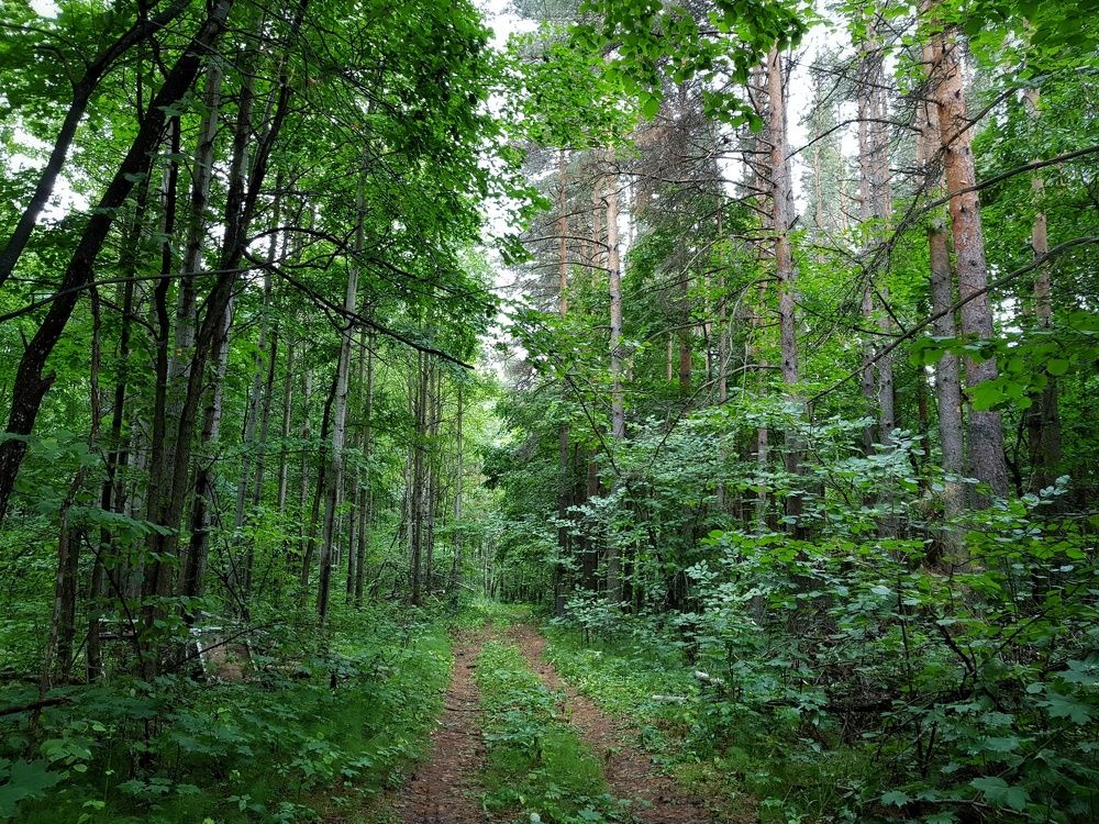 Утро в лесу