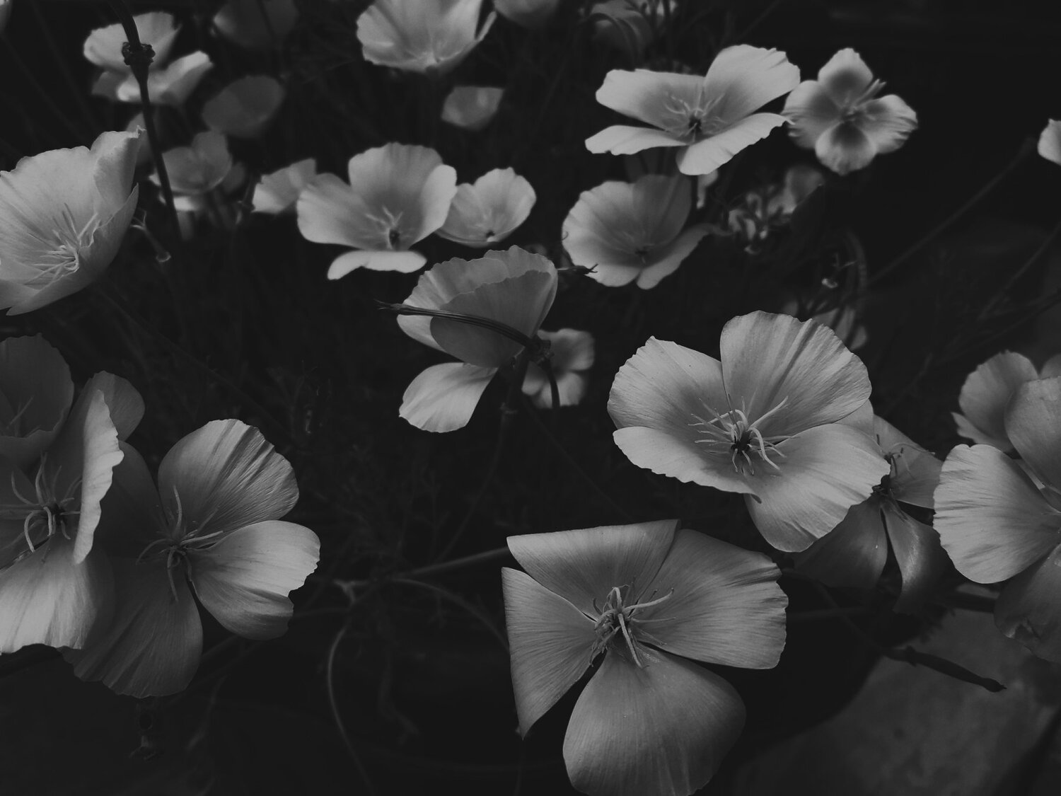Colorless beauty