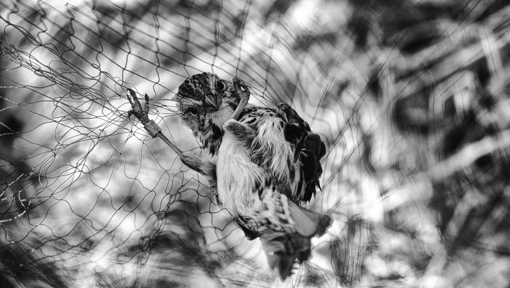 Bird in the net