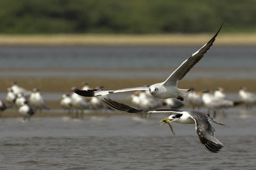 SURVIVAL OF THE FITTEST