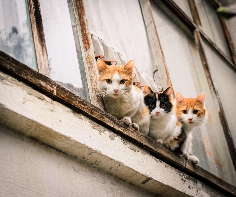 Кошки на окошке.