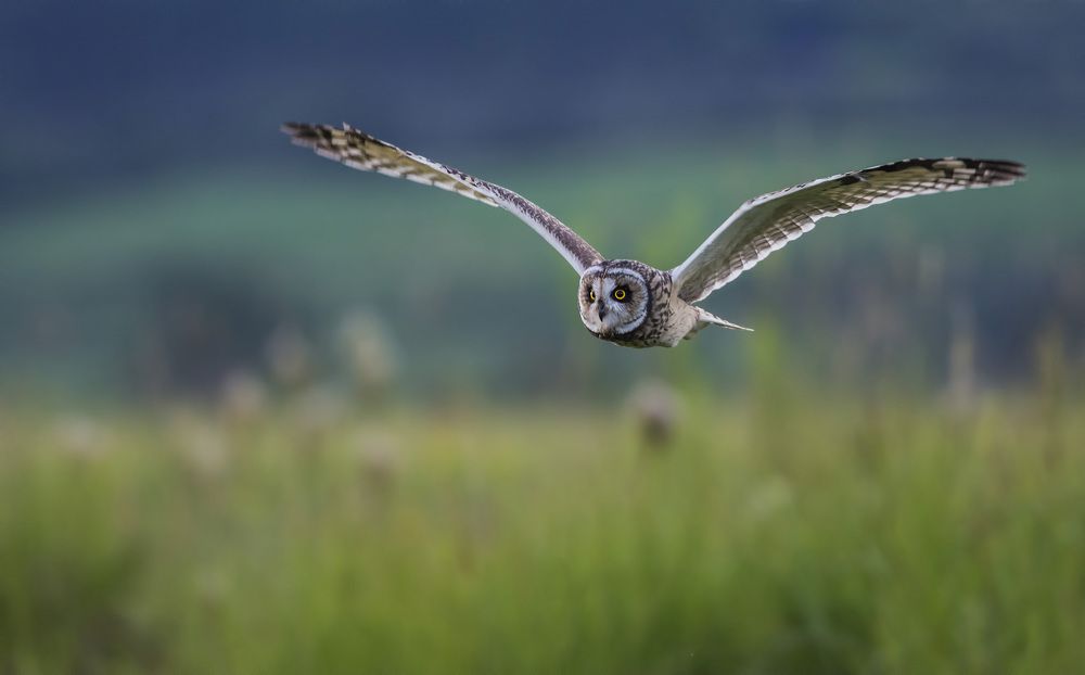 Short-eared Owl