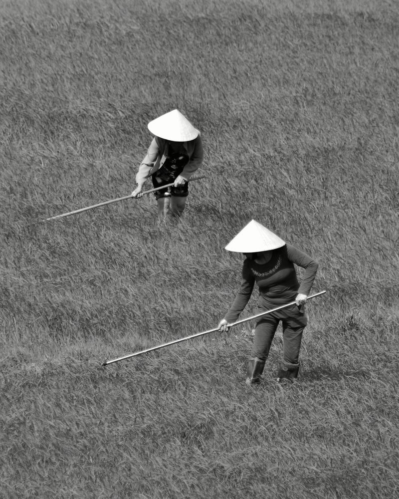 Ballet in the rice field