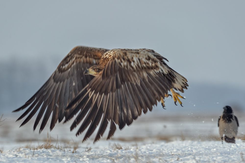 White-tailed Eagle