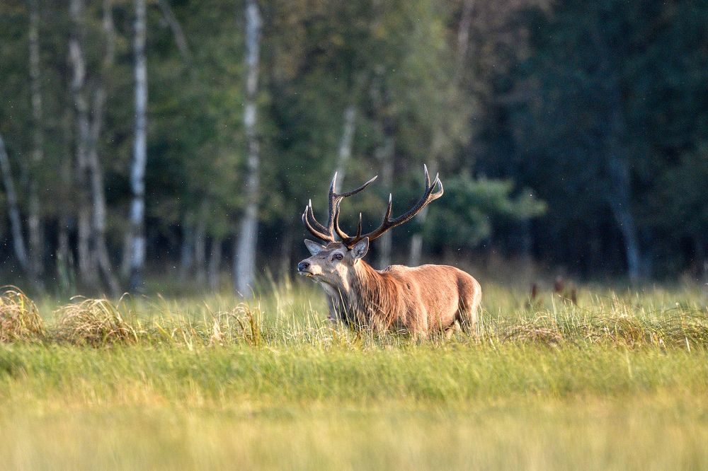 Deer