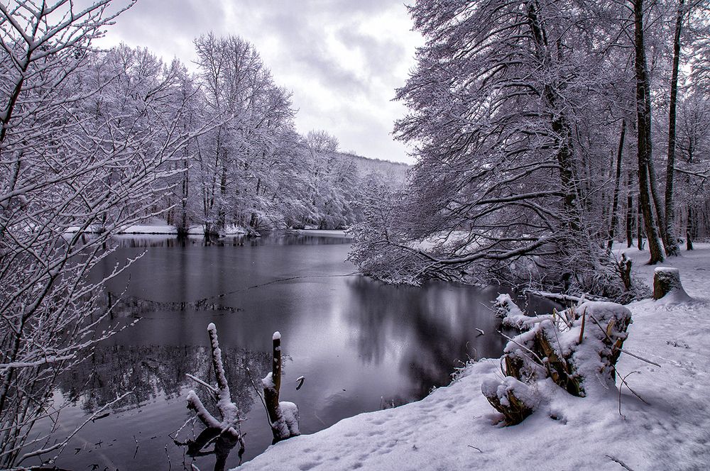 У озера в лесу..
