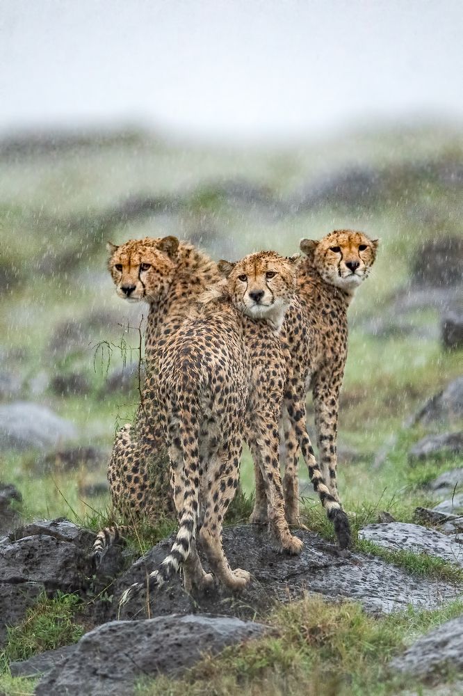 Wet Cats - Cheetah