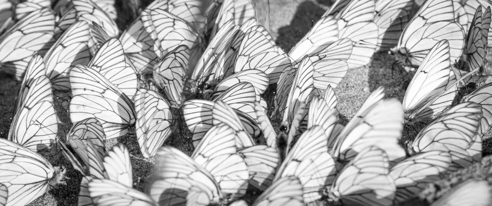 Бабочки. Нашествие