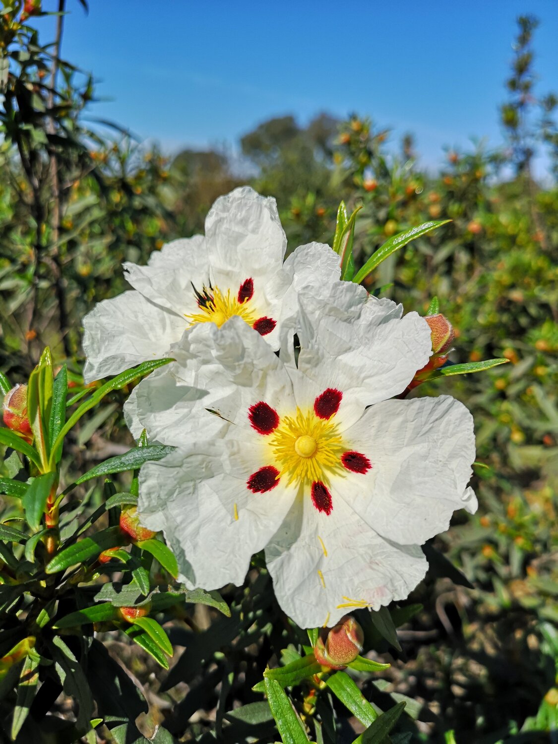 Esteva em flor Alentejo