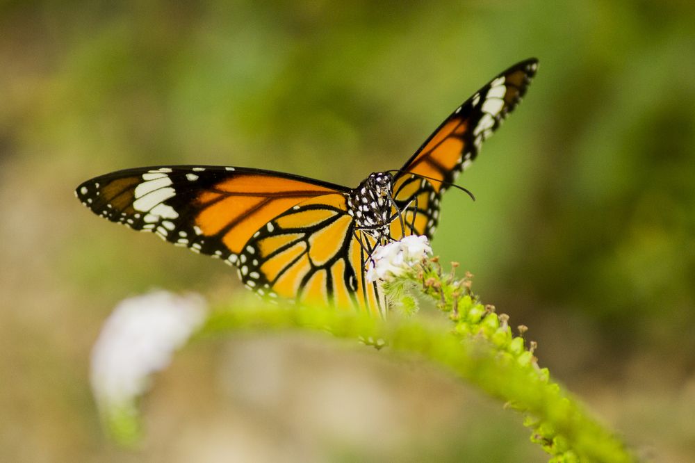 A beautiful butterfly expands wings