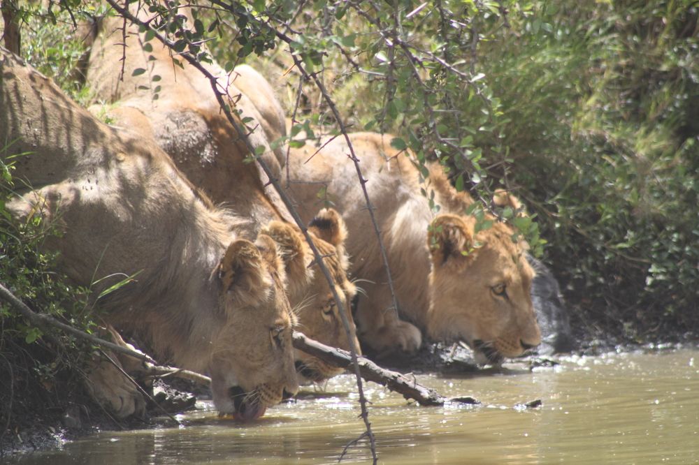 Lions drinking water