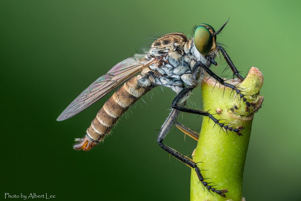 Robberfly