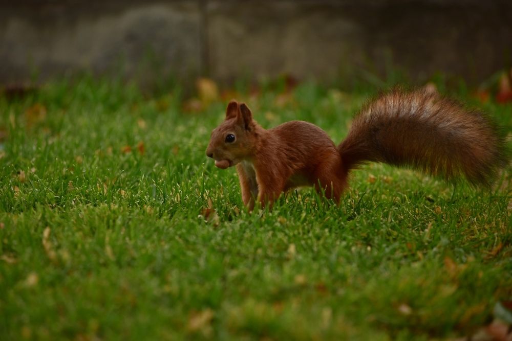 Белка и орех
