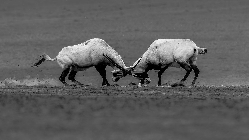 The Arabian Orix Fight in  Desert - UAE