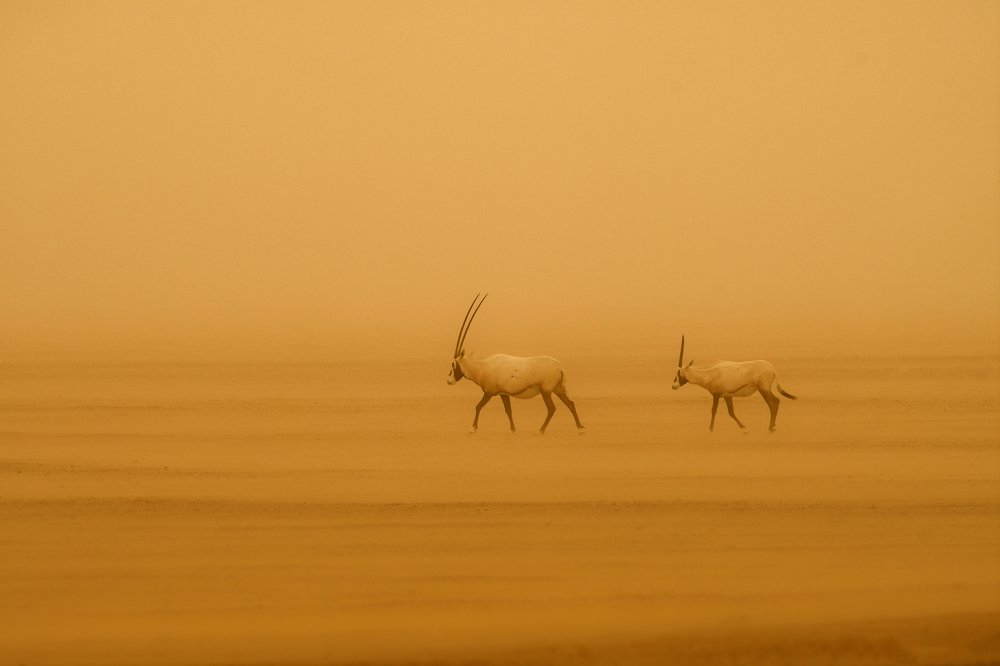 Oryx in Sand Storm in UAE Desert