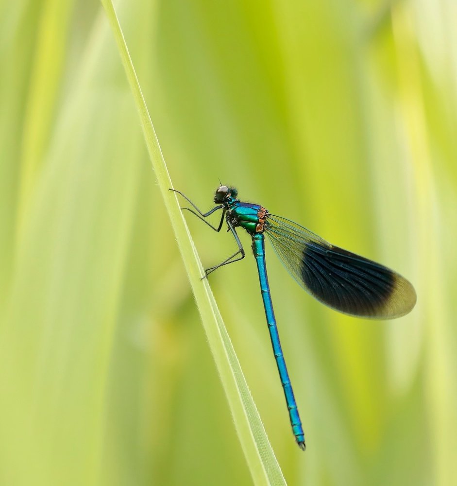 Beautiful demoiselle