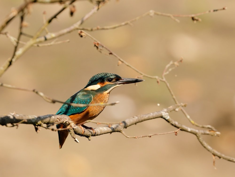 Kingfisher