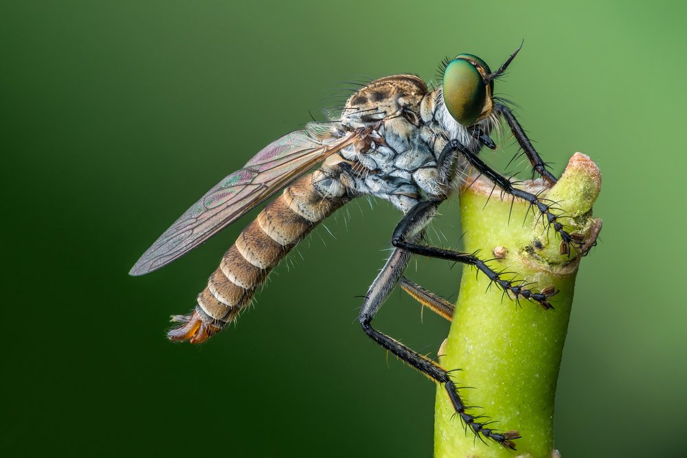 Robberfly