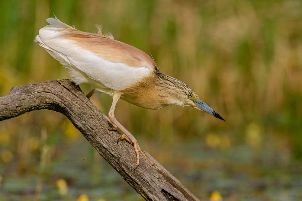 Czapla modronosa