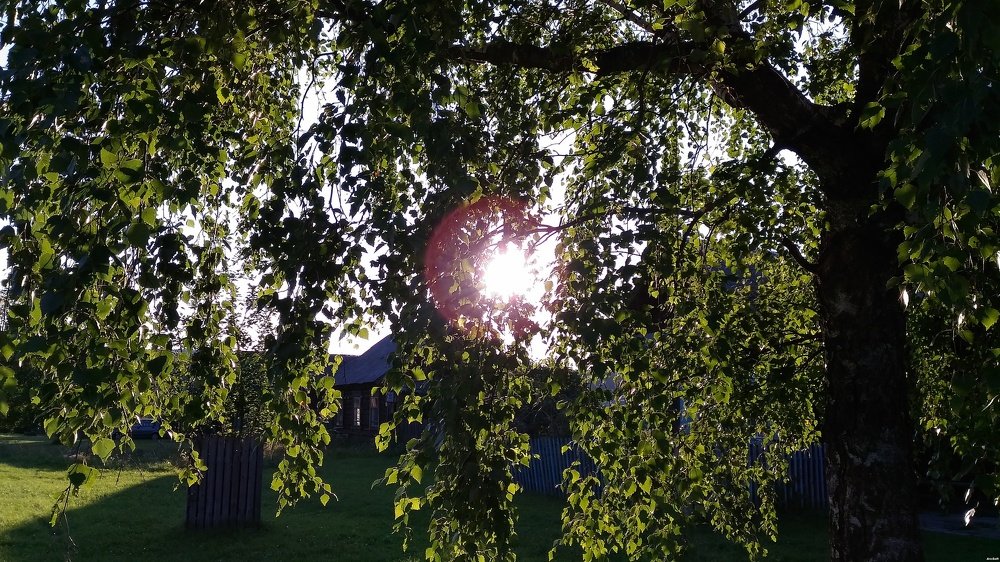 Вид сквозь лепестки