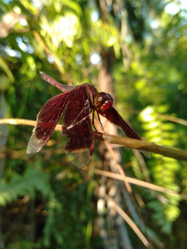 Capung