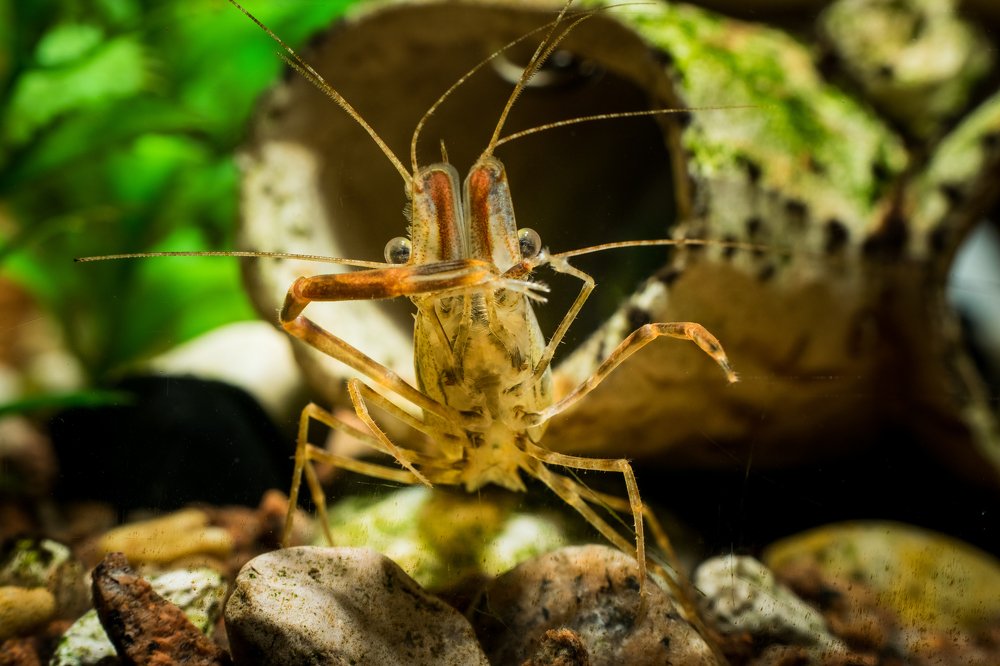 Креветка аквариумная