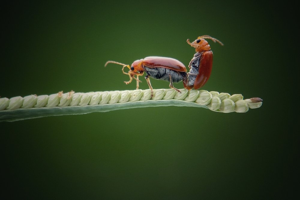 mating beetle be happy