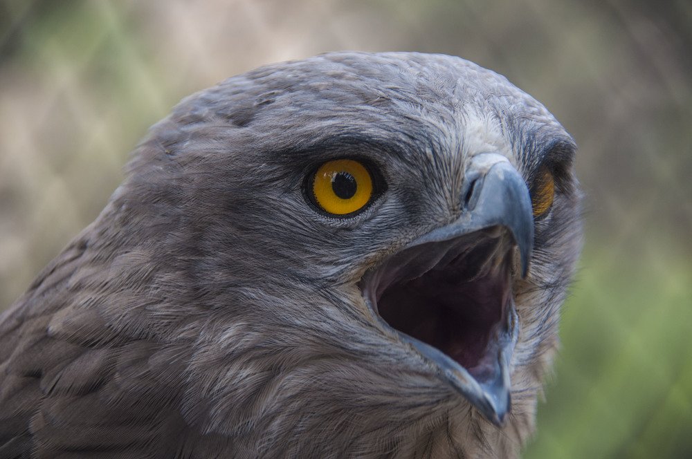 Photograph by Sabina Braginski