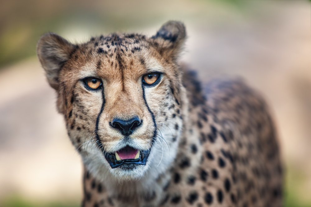 Photograph by Zdenka Janaskova