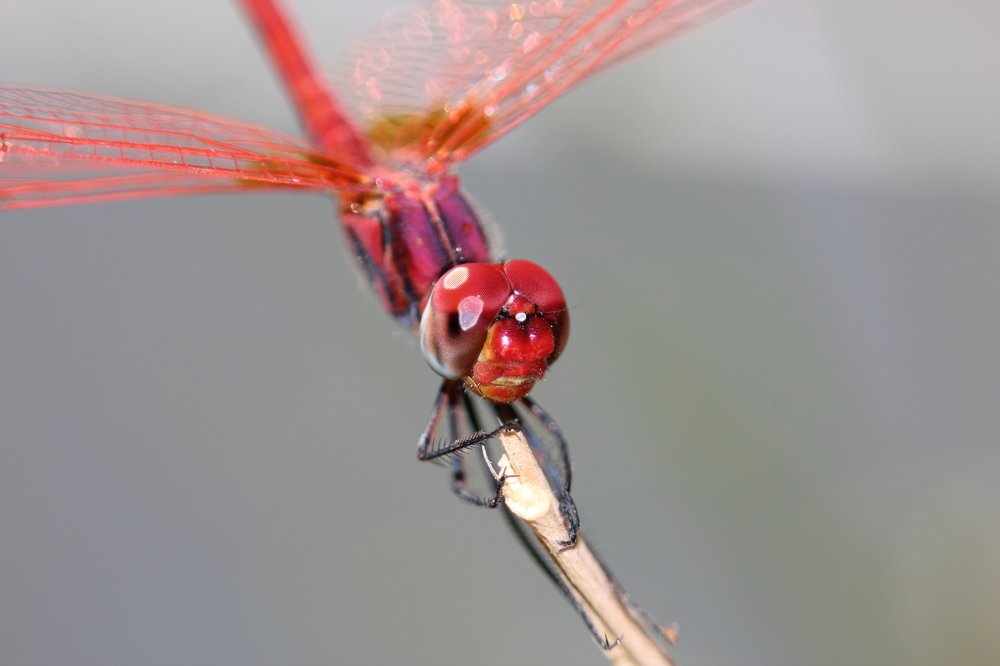 Dragonfly