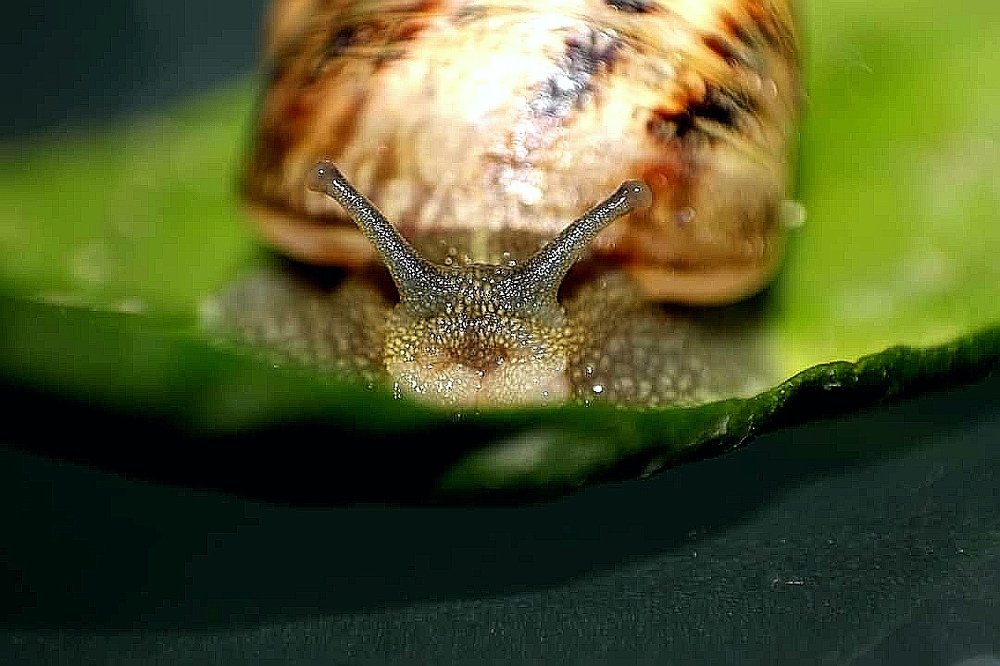 Snail