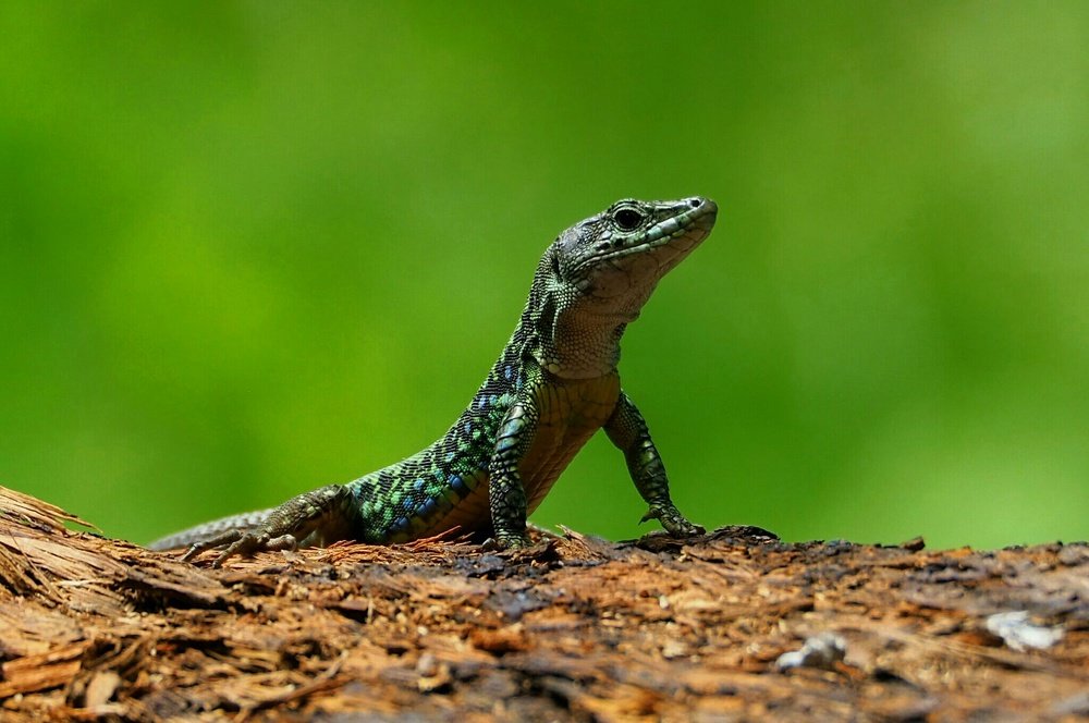 Горный старожила