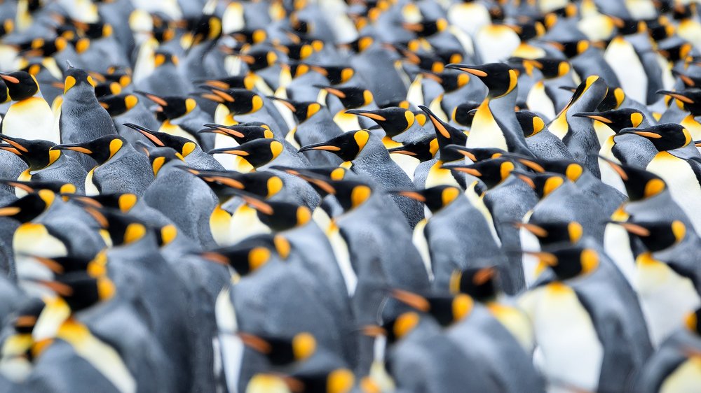 Standing out in a crowd