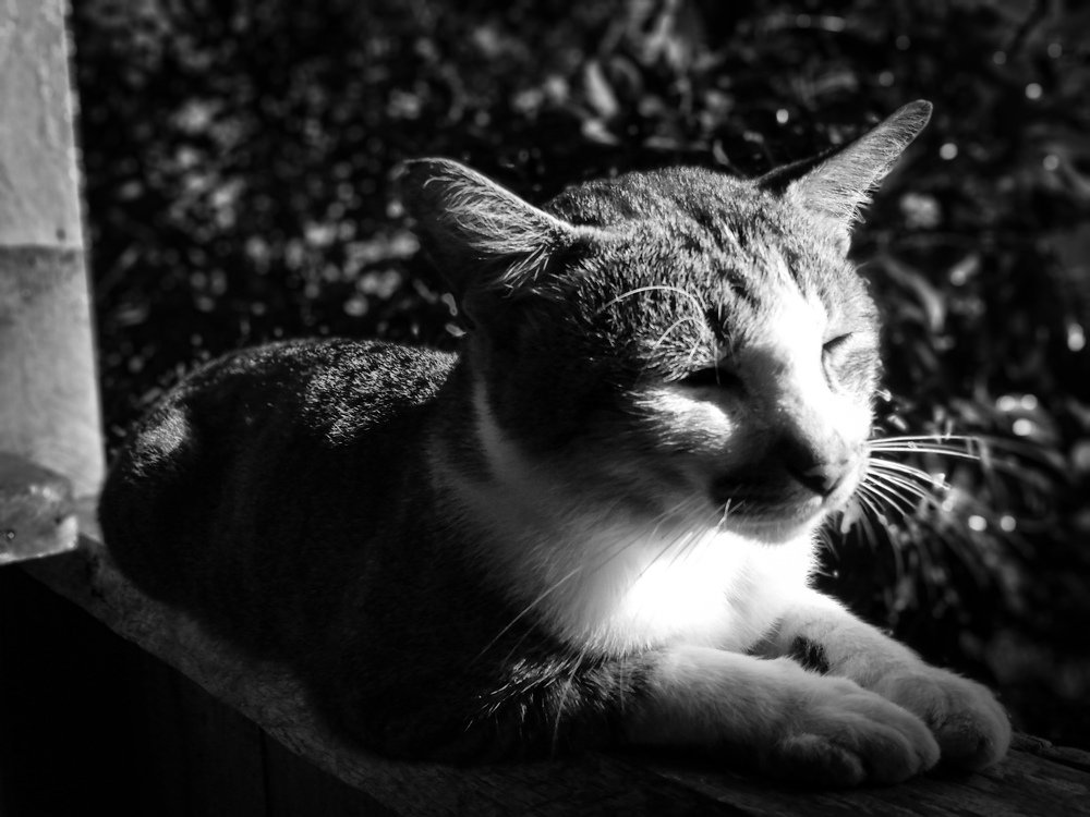 Appreciating light