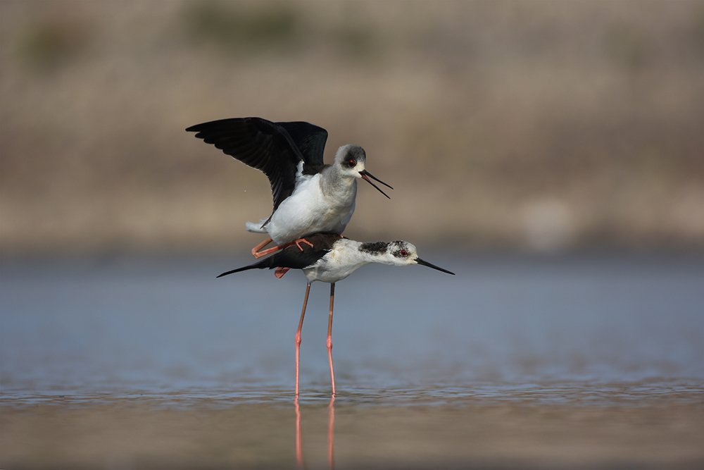 Black Winged Stilt (Himantopus himantopus) Pair Mating