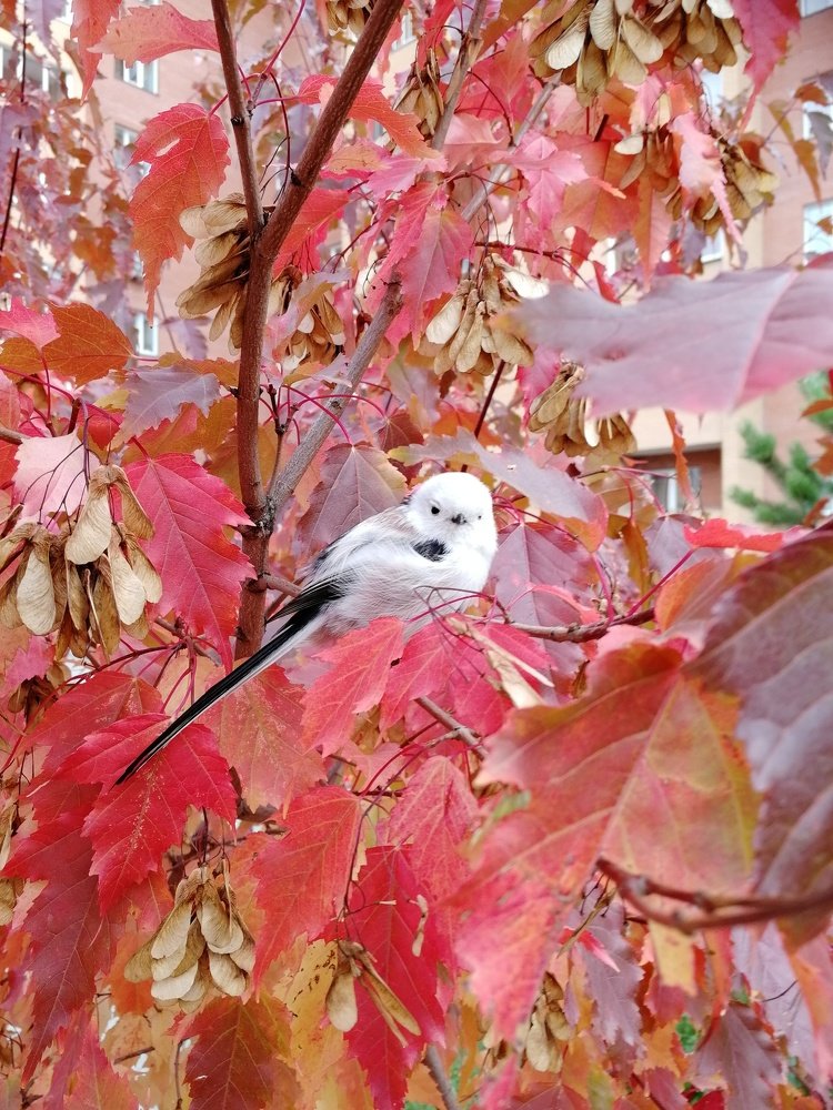 Осеннее чудо