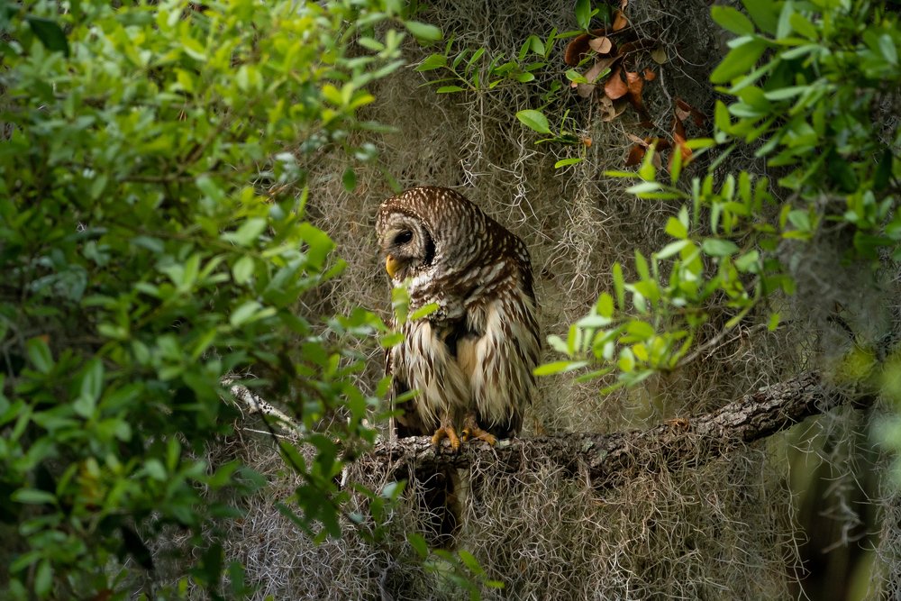 Owl in the woods